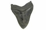 Bargain, Fossil Megalodon Tooth - South Carolina #168019-1